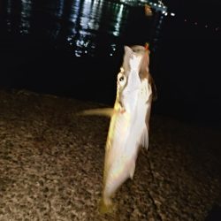 深夜から朝方のサビキで豆アジ入れ食い